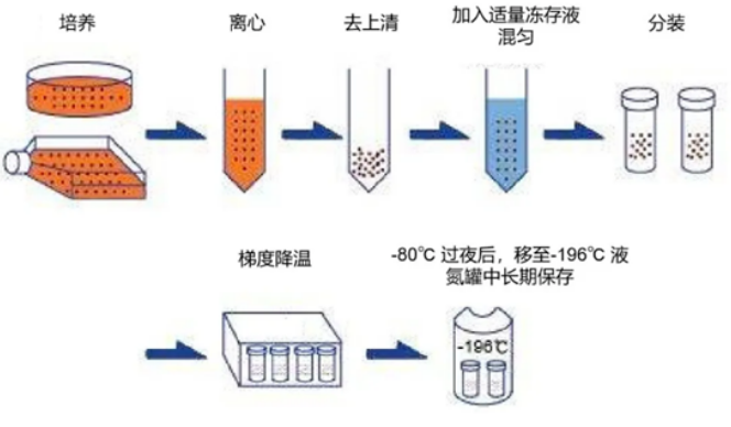 制备DMSO细胞保存剂的方法.png