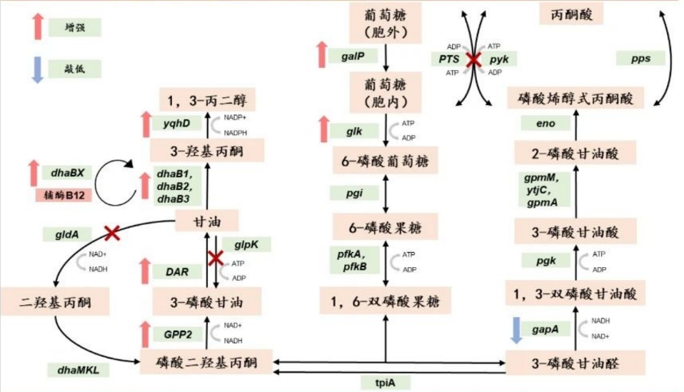 葡萄糖为原料合成1,3-PDO的胞外路径.png