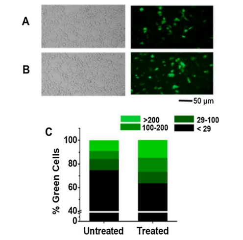 DMSO短暂孵育HEK-293细胞培养液可以提高其瞬转蛋白的表达量